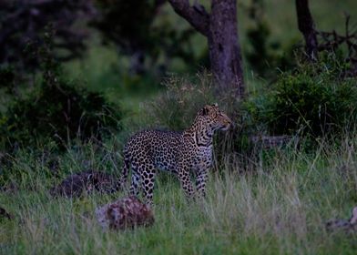 Leopard on the Plain