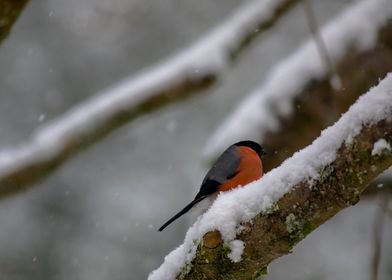 Bullfinch 