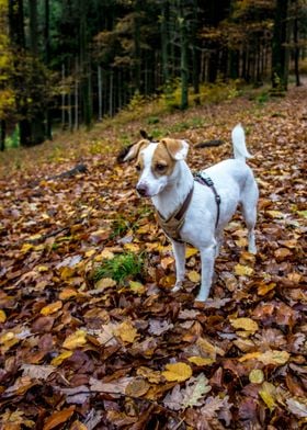 Mya in Odenwald