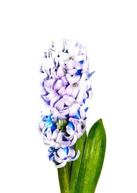 Hyacinth Illustration