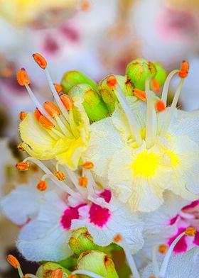 Flower of chestnut-tree