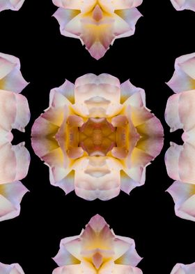 Kaleidoscopic Rose Pattern