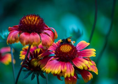 Bee and Flowers