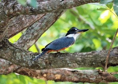 Ringed Kingfisher