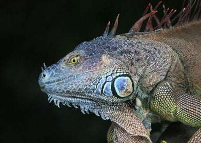 Green Iguana