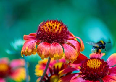 Bee and a flower