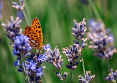 Butterfly and Lavender