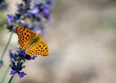 Butterfly on a lavender