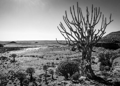 Quiver Tree Forest 002