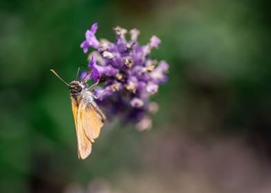 Butterfly on a lavender 