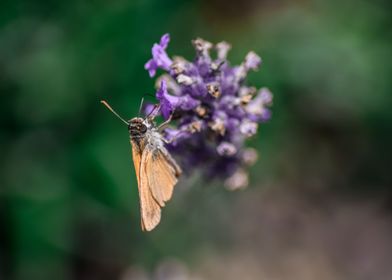 Butterfly and Lavender