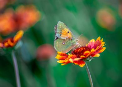 Butterfly and flower