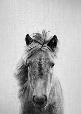 Horse BW