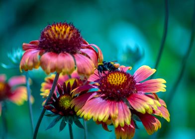 Bee on a flower