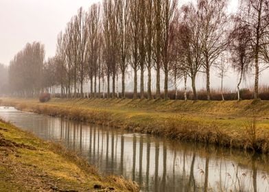 Trees and reflections 