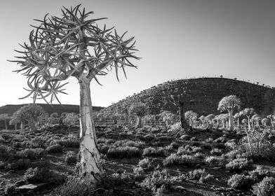 Quiver Tree Forest 001