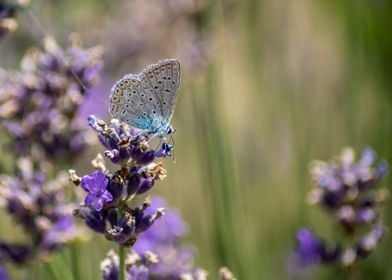 White Butterfly