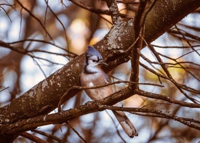 Blue Jay