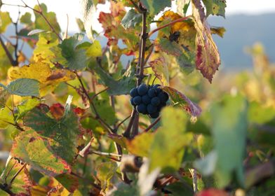 Burgundy vineyards 02