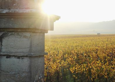 Burgundy vineyards 01