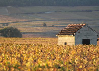 Burgundy vineyards 14