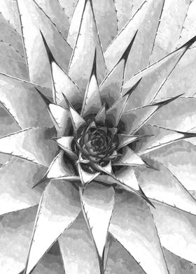 Black and White Succulent 