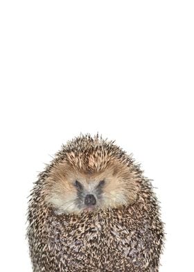 Hedgehog Portrait