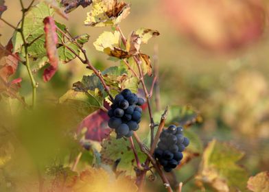Burgundy vineyards 05