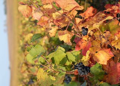 Burgundy vineyards 06