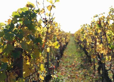 Burgundy vineyards 07