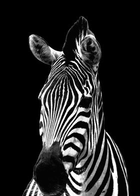 Zebra Black Background