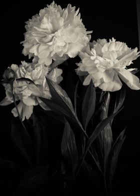 Peonies flowers