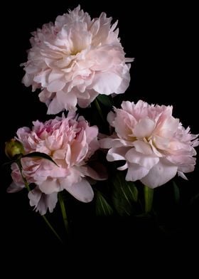 Peonies flowers