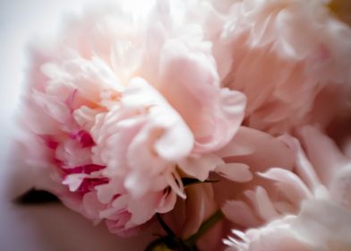 Peonies flowers