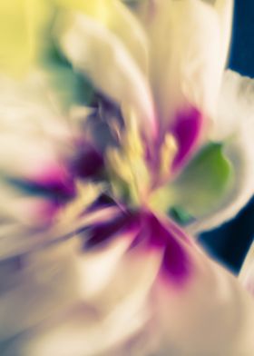 Peonies flowers