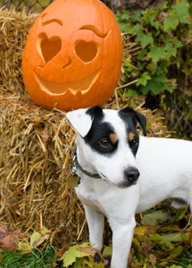 Cute Dog Halloween Pumpkin
