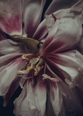 Peonies flowers