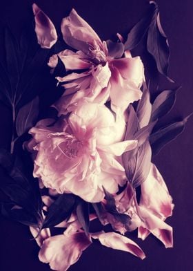 Peonies flowers