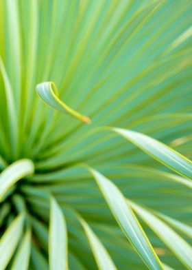 Narrowleaf Yucca plant