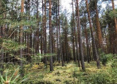 Polish Forest