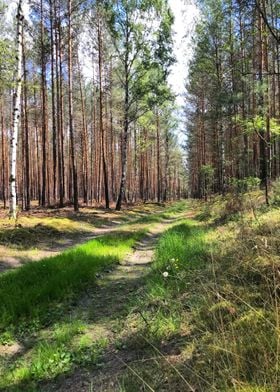 Forest Trail