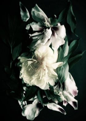 Peonies flowers