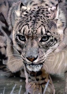 Snow Leopard