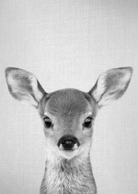 Baby Deer BW