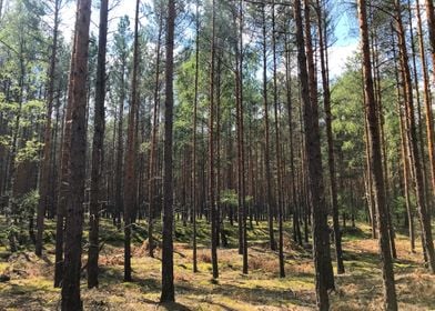 Polish Forest