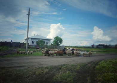 Rural landscape