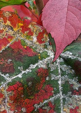 rust of autumn