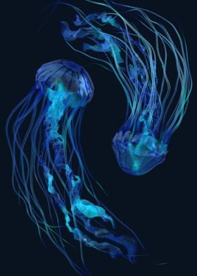 Jelly Fish 