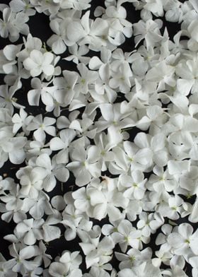 White liliac petals