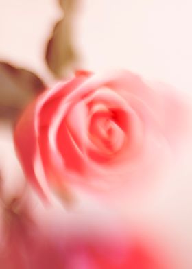 Abstract pink rose